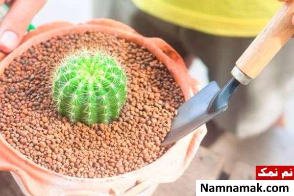زمان کوددهی کاکتوس معرفی کود مناسب کاکتوس و روش صحیح کوددهی آن