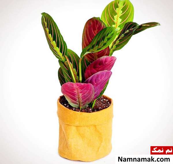گیاه دعاخوان نگهداری مارانتا لوکونورا (گیاه نماز)