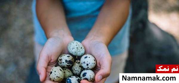 ویژگی های خوردن تخم بلدرچین در بارداری