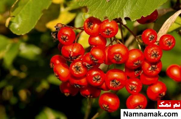 خواص شیرخشت برای نوزادان