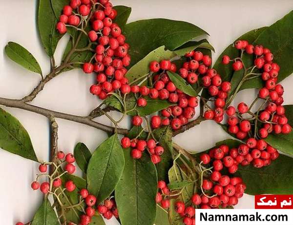 تاثیر شیرخشت بر زردی نوزاد