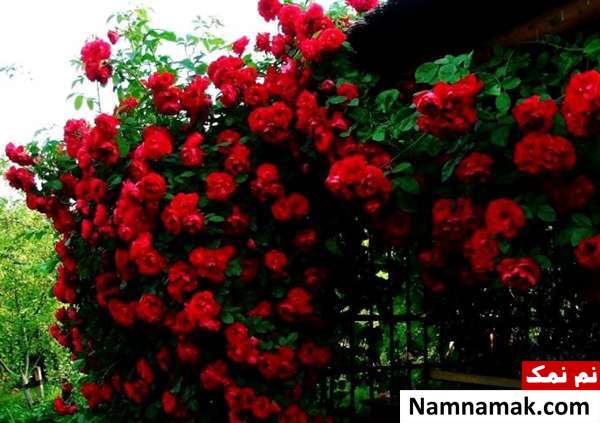 گل رز رونده روش نگهداری رز رونده
