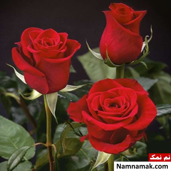 گل رز کاشت گل رز رونده