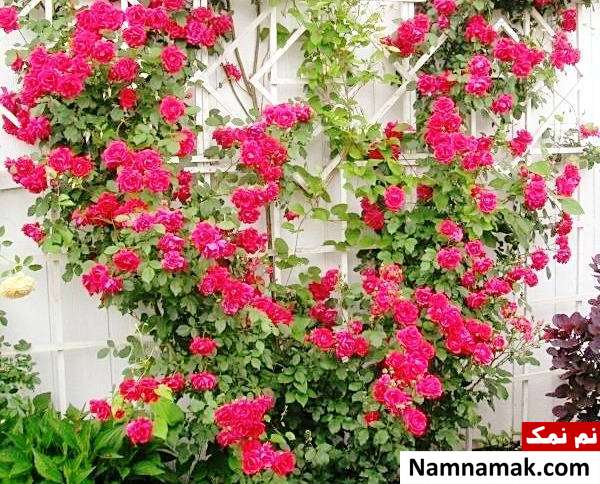 نور رز رونده زمان قلمه زدن رز رونده
