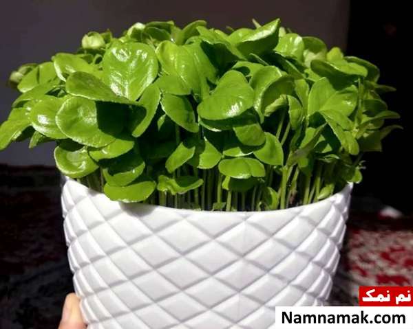 سبزه عید مرکبات نحوه کاشت هسته نارنج در گلدان