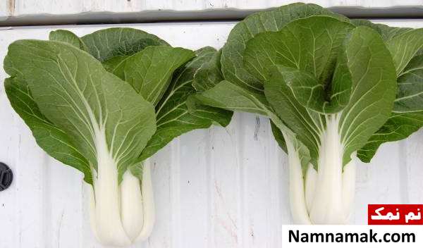 پرورش سبزی در خانه