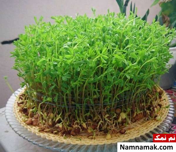 کاشت سبزه عید روش های کاشت سبزه عید