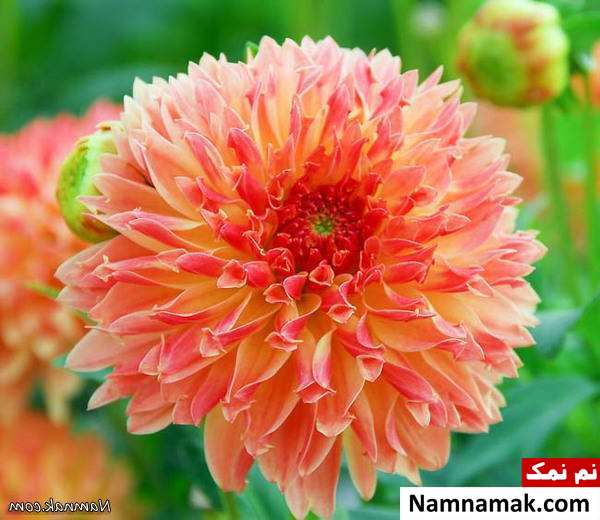 روش های تازه نگه داشتن گل 