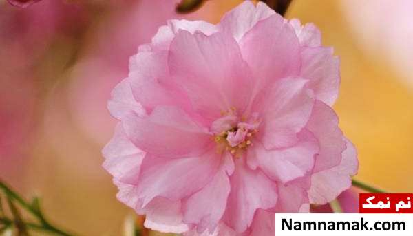 نکات تازه نگه داشتن گل و نگهداری گل