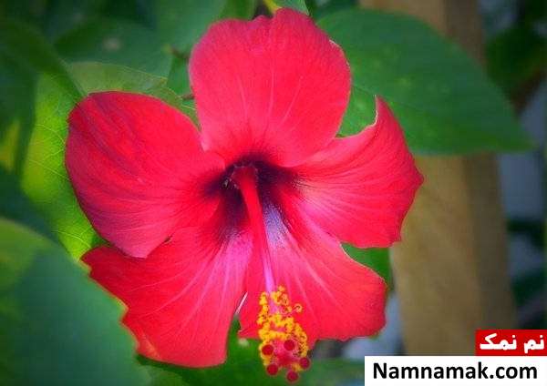 نگهداشتن گل های خانگی و طبیعی