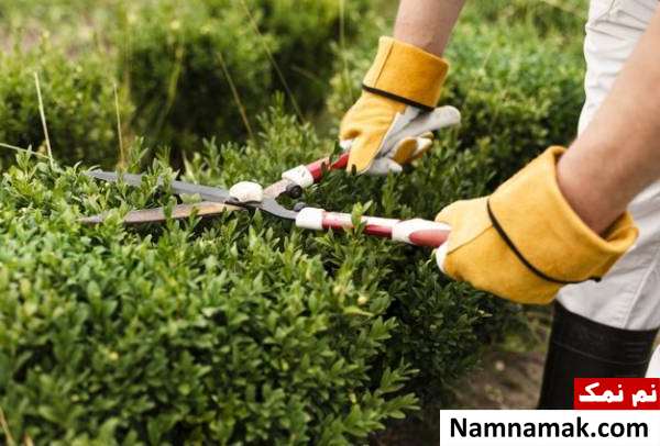نکات مهم باغبانی دانستنی های باغبانی