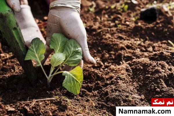 بهبود کیفیت خاک روش های اصلاح خاک