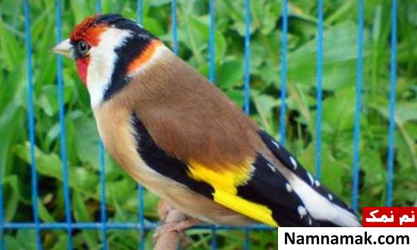 آشیانه مناسب پرنده سهره