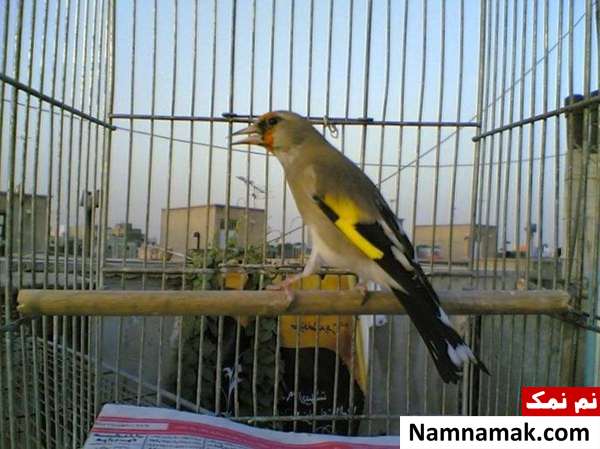 آموزش به پرنده سهره یا فنچ