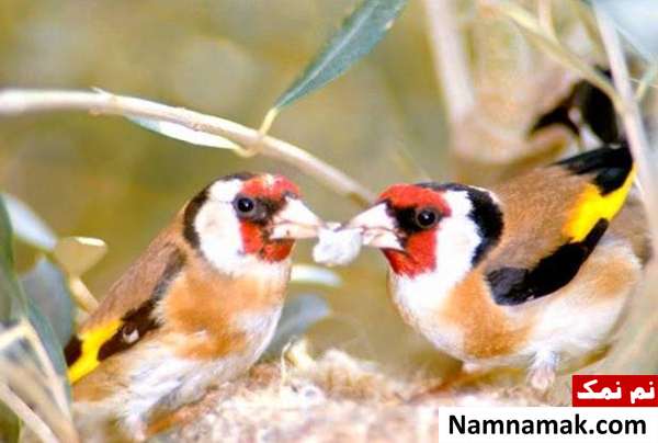 محل نگهداری سهره و نکات نگهداری سهره