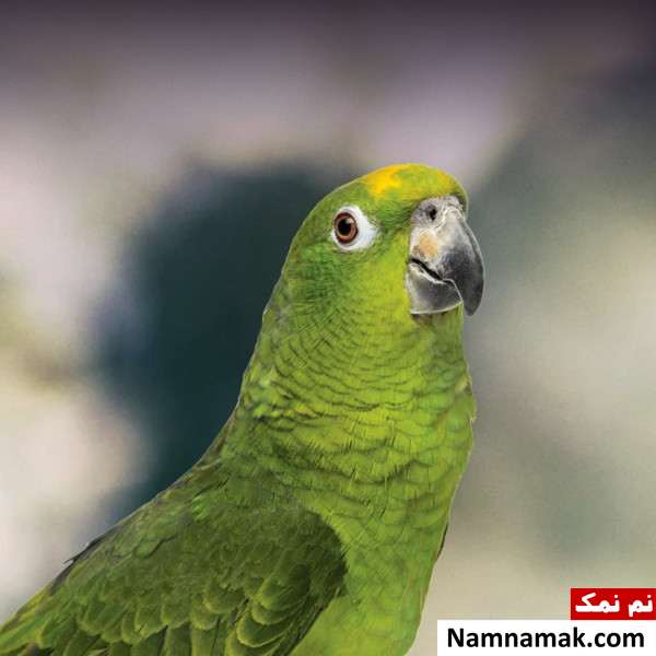 طوطی آمازون تاج زرد