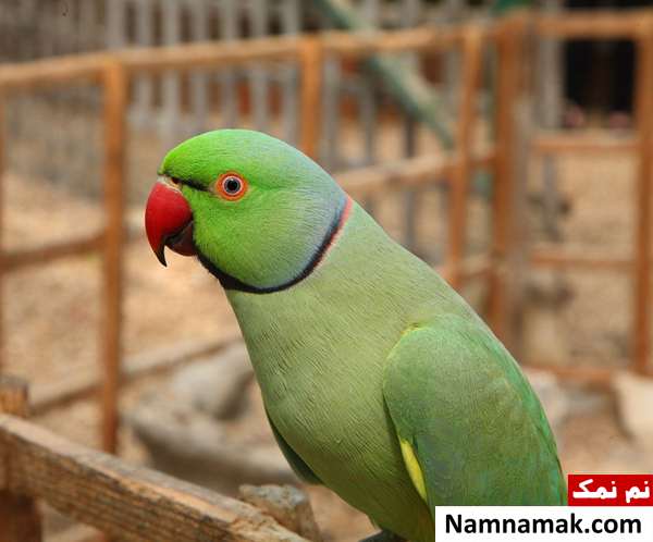 ملنگو یا گردن حلقه ای