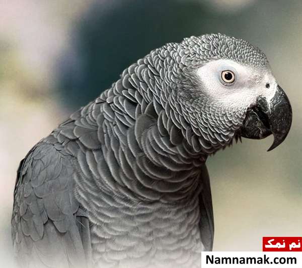  طوطی خاکستری آفریقایی