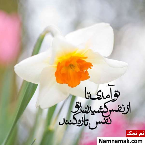 عکس پروفایل و عکس نوشته نیمه شعبان