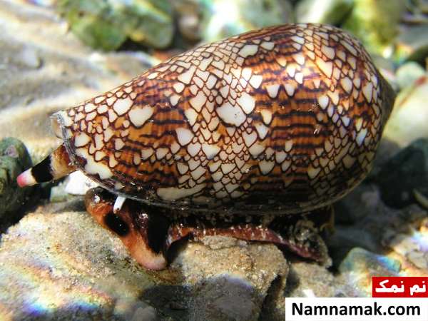 خطرناک ترین حیوانات کشور استرالیا کدامند؟ Textile-Cone-Snail-Australia