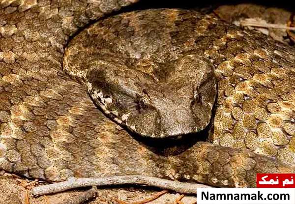 خطرناک ترین حیوانات کشور استرالیا کدامند؟ Common-death-adder-Australia