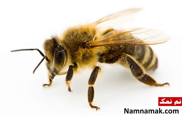 25 تا از خطرناک ترین حیوانات جهان خطرناک ترین حیوانات دنیا