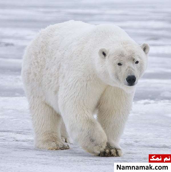 25 تا از خطرناک ترین حیوانات جهان خطرناک ترین حیوانات دنیا
