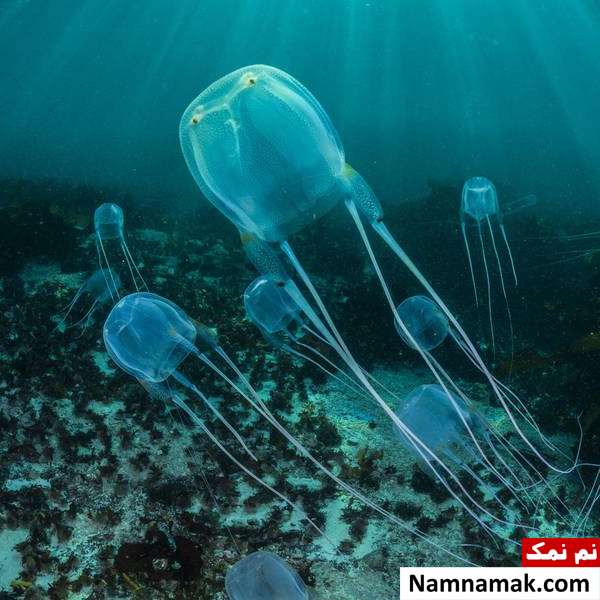 25 تا از خطرناک ترین حیوانات جهان خطرناک ترین حیوانات دنیا
