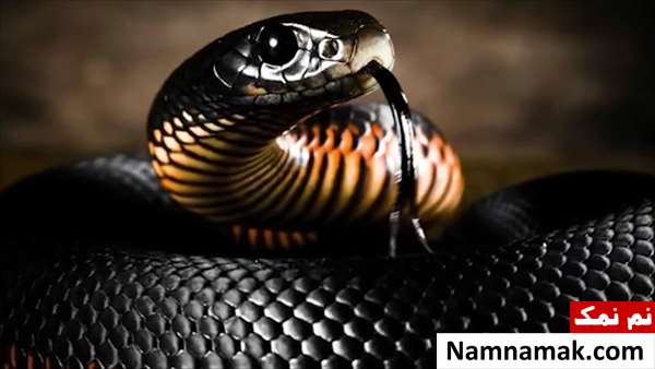 25 تا از خطرناک ترین حیوانات جهان خطرناک ترین حیوانات دنیا