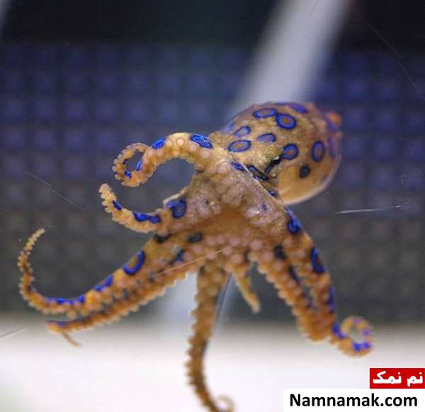 25 تا از خطرناک ترین حیوانات جهان خطرناک ترین حیوانات دنیا