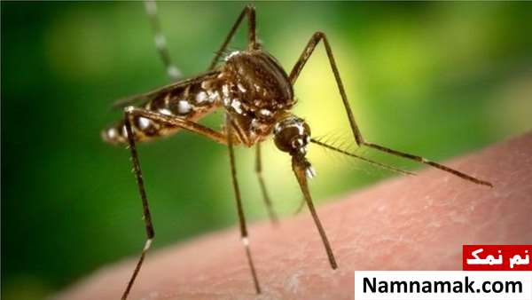 25 تا از خطرناک ترین حیوانات جهان خطرناک ترین حیوانات دنیا