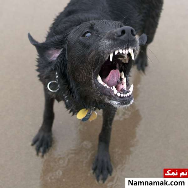 حکم قانونی نگهداری سگ در خانه ویلایی و آپارتمان