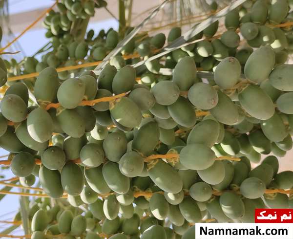 تفاوت و فرق خرما با رطب تصویر «پهک» که هنوز تبدیل به خارک نشده است