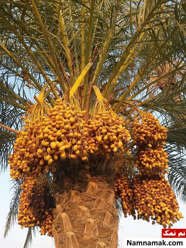 تفاوت و فرق خرما با رطب عکس درخت نخل