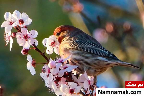 شعر عطار نیشابوری در مورد بهار