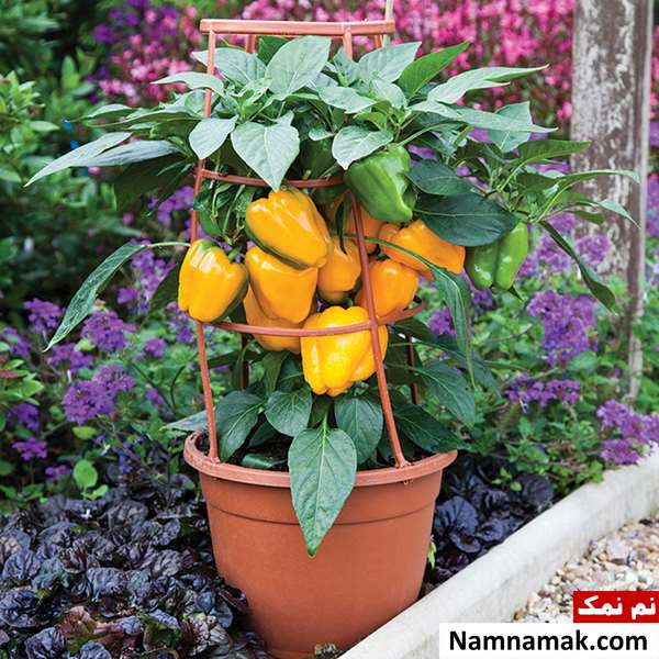 روش نگهداری گیاه فلفل دلمه ای روش نگهداری گیاه فلفل دلمه ای