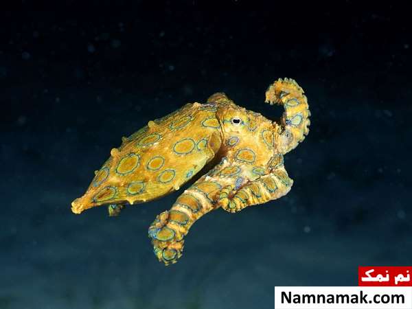 خطرناک ترین حیوانات کشور استرالیا کدامند؟ blue-ringed-octopus