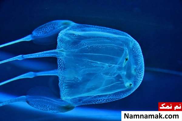 خطرناک ترین حیوانات کشور استرالیا کدامند؟ box-jellyfish-Australia