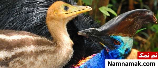 خطرناک ترین حیوانات کشور استرالیا کدامند؟ cassowaries-Australia
