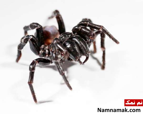 خطرناک ترین حیوانات کشور استرالیا کدامند؟ Funnel-web-spider