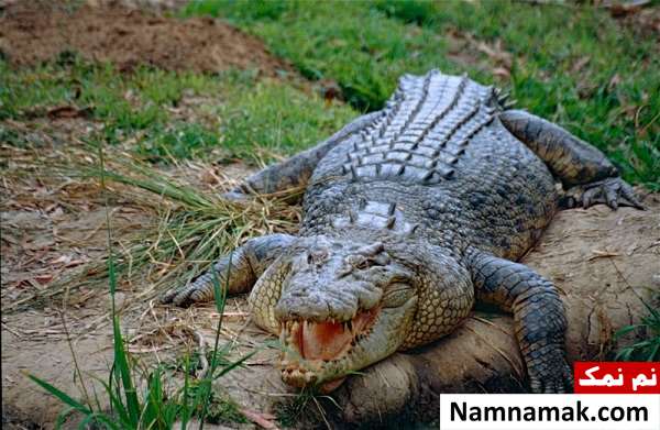 خطرناک ترین حیوانات کشور استرالیا کدامند؟ Saltwater-Crocodile-Australia