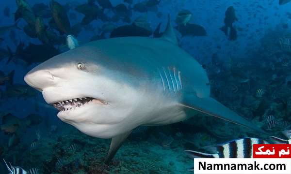 خطرناک ترین حیوانات کشور استرالیا کدامند؟ bull-shark-Australia