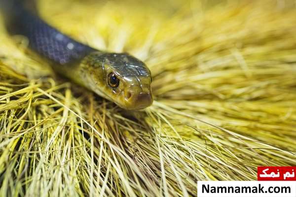 خطرناک ترین حیوانات کشور استرالیا کدامند؟ Eastern-brown-snake