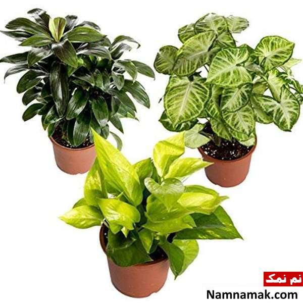 فواید گیاه در خانه فواید نگهداری گل و گیاه در خانه