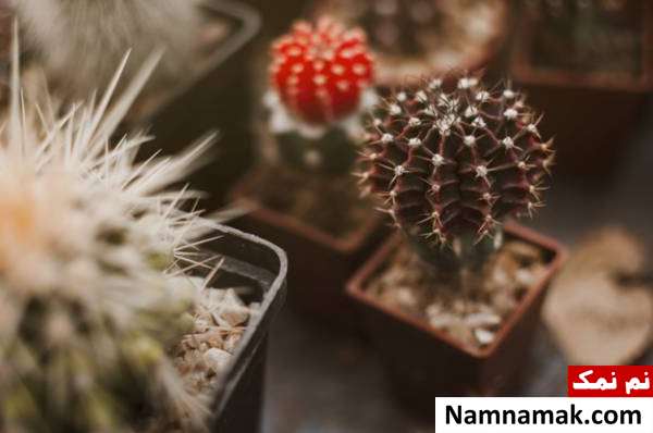 فواید کاکتوس برای امواج