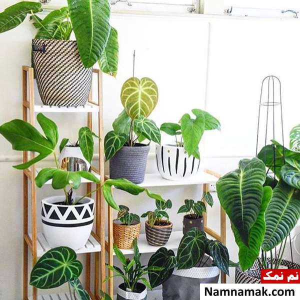 فواید نگهداری گل و گیاه در منزل
