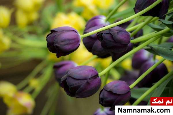 چه گلدانی برای نگهداری گل لاله مناسب است؟