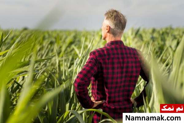 حشرات گیاه ذرت دفع حشرات گیاه ذرت