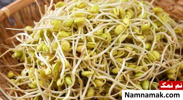 جوانه تربچه مواد غذایی برای لاغری