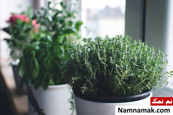 آویشن آویشن برای تیروئید